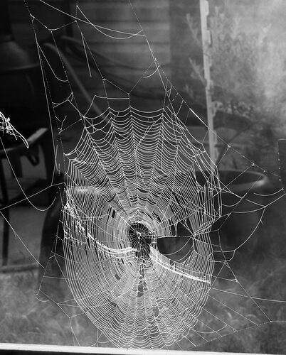 Spider Web B&W.jpg