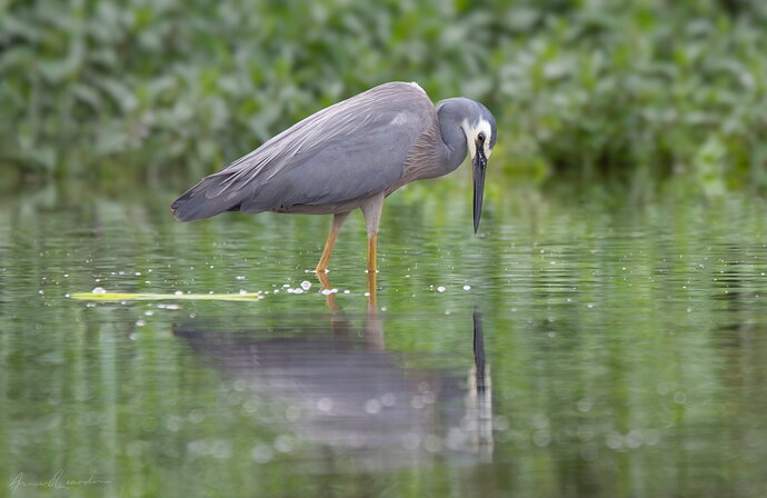 Original - White Faced Heron.jpg