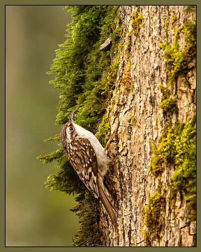 Brown Creeper-NPN.jpg