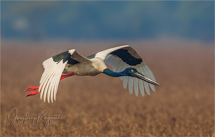 Black-necked Stork