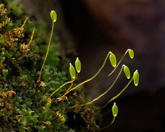 Backlit Sporophytes.jpg