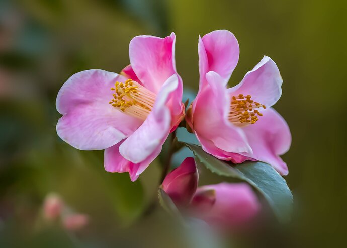 Camellia japonica_2