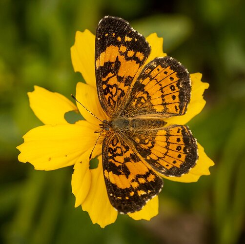 Pearl Crescent