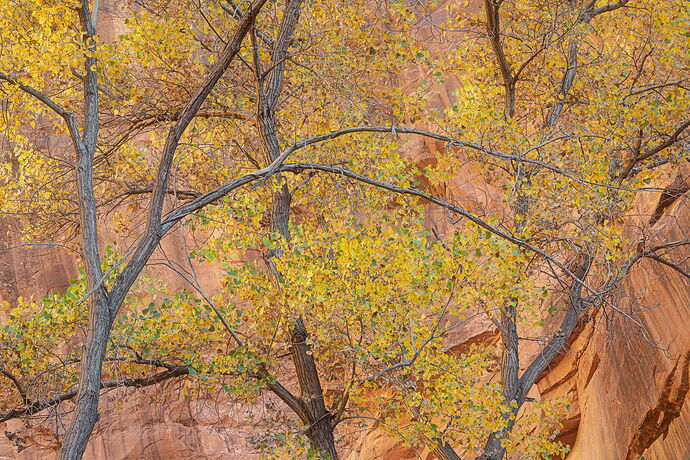 Cottonwood Cacophony copy