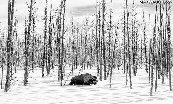 American Bison