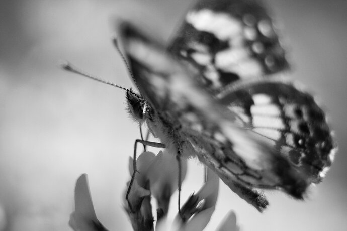 Single shot, handheld with extension tubes