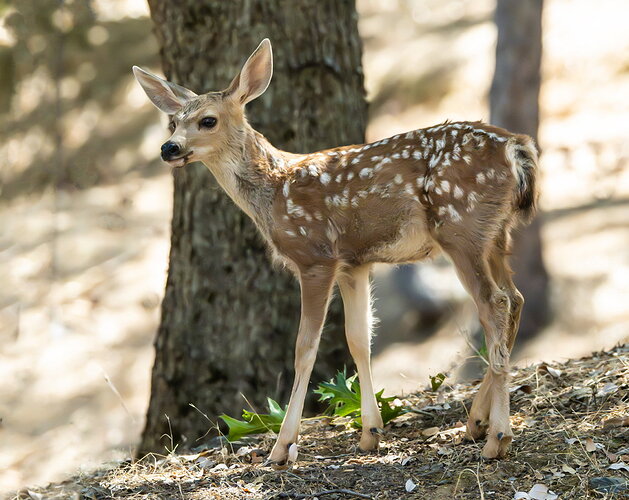 Original - FAWN.jpg