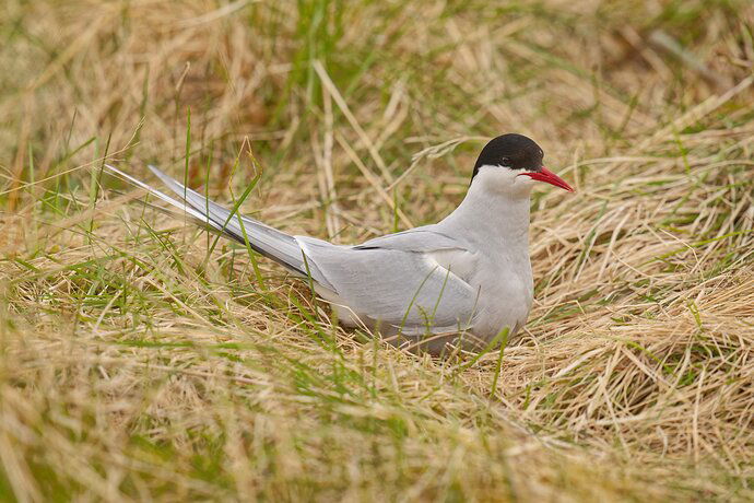 arctic-tern-nest-_DxO-Edit-copy