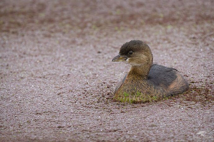 Pied-billed Grebe in Duckweed