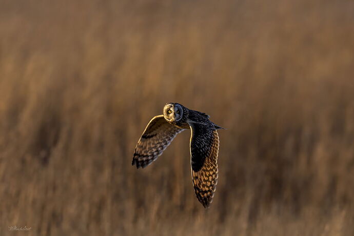 _AWD4935-138-139.jpg