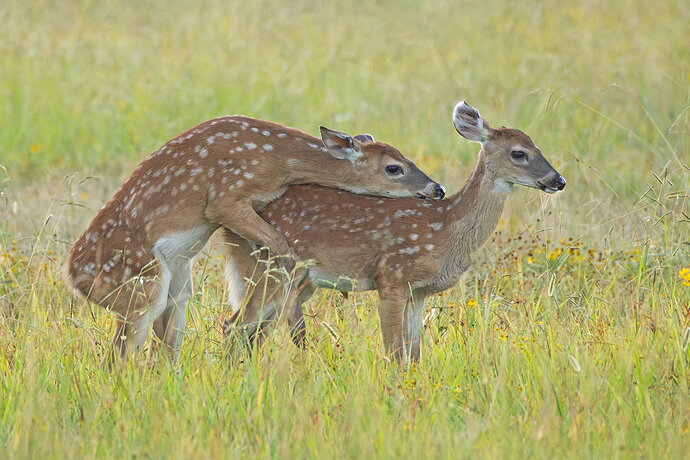 Original - White-tailed deer 53.jpg