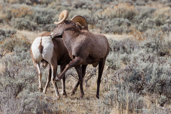 Bighorn Challenge.jpg