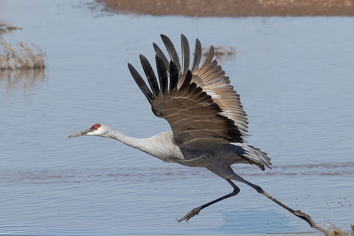 sandhill-crane-whiterwater-1254.jpg