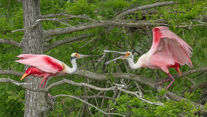 Roseate Spoonbill 23.jpg