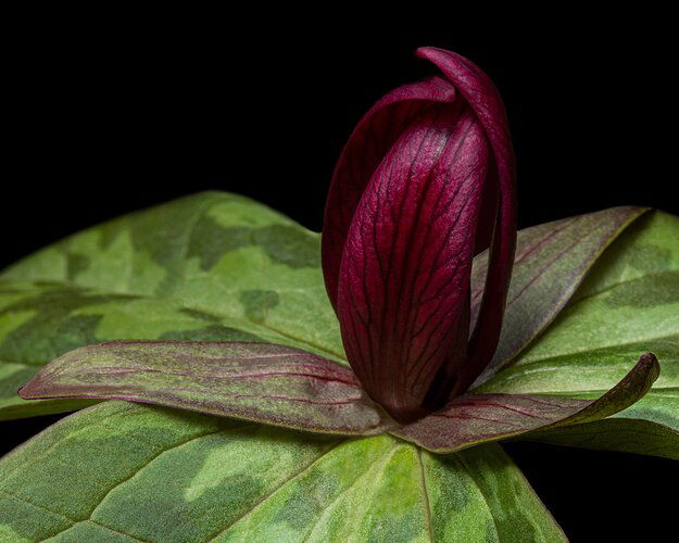 Toad-Shade Trillium #1 12x15 (32A1147.202004051C02 `1.25)