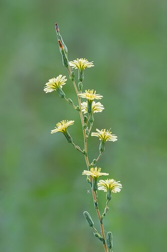 PricklyLettuce0821_65A6883ACRtcdcrclj