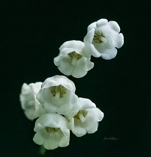 Fleur-de-lis