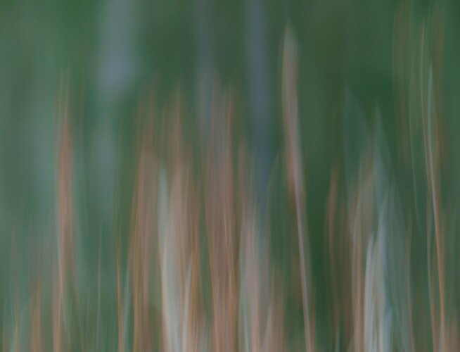 -20231212-_A1_2965-McLane-Creek