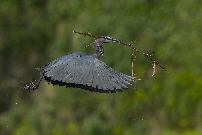 Little Blue Heron 22.jpg