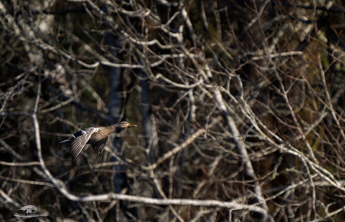 Mallard Hen in Flight