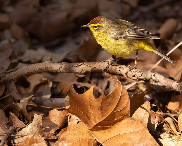 Palm Warbler.jpg