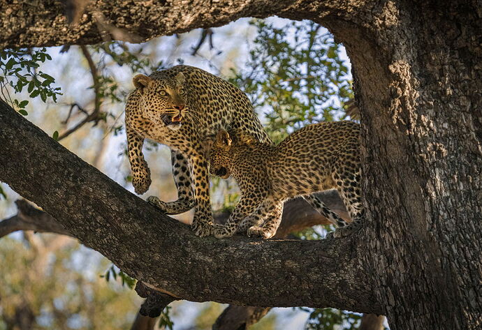 Africa safari-117 copyPhilR