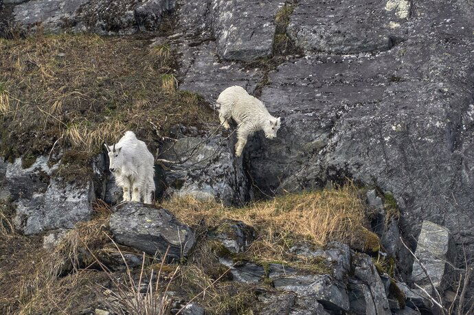 Junior Goat Jumps #2