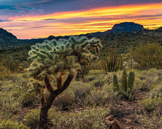 Cholla at Sunset