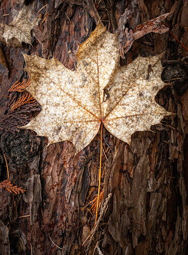 Maple Leaf New Version Apr 3