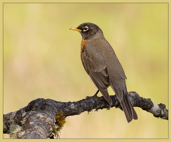 American Robin-NPN3.jpg