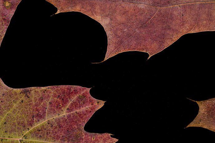 thevoid-leaf-4623-4624-2022-07-08-13-25-32-(C,S4)