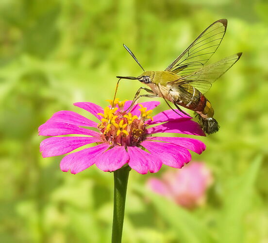 Pellucid-Hawkmoth-rework