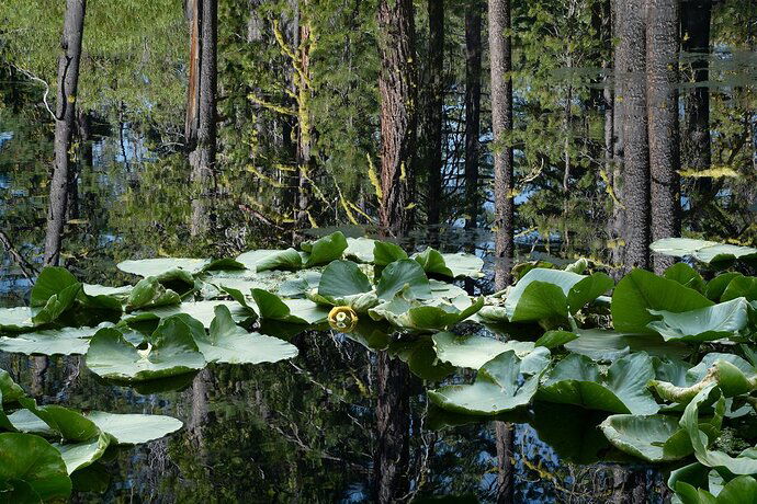 Lassen_062120_0122