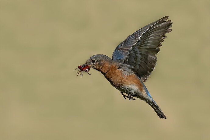 Eastern Bluebird 25.jpg