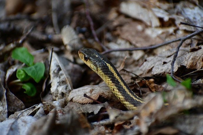 Snake original