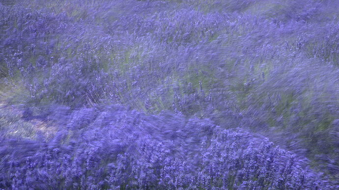 Original - lavenderswirl.jpg