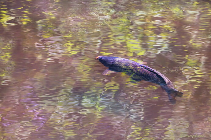 Original - Carp in the Canal.jpg