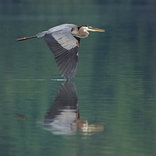 Great Blue Heron