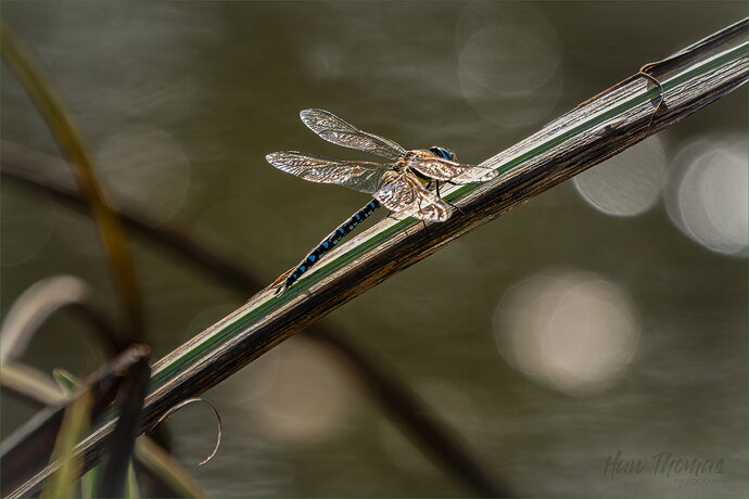 Original - darter-20260924-DSC05127.jpg