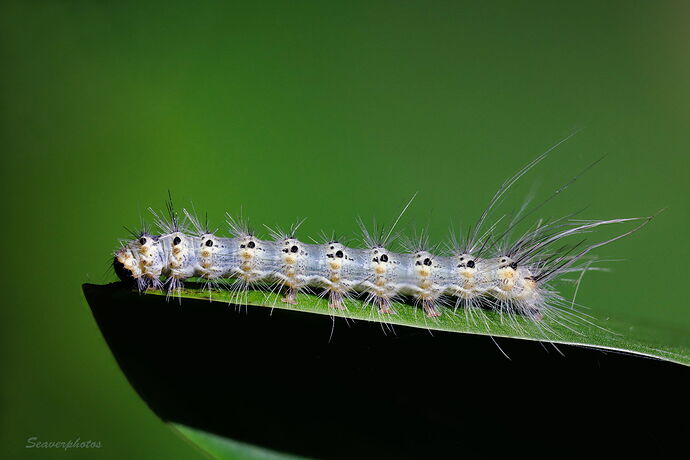 Fall Webworm Moth Caterpillar.jpg