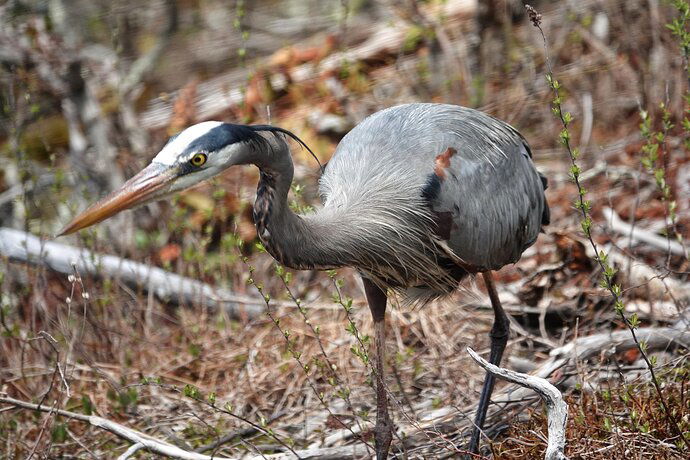 Great Blue Heron Still Life