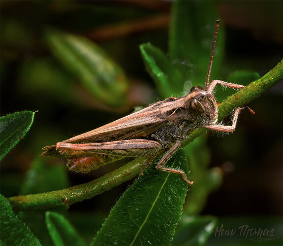 Original - Grasshopper best2026-09-30-13.11.jpg