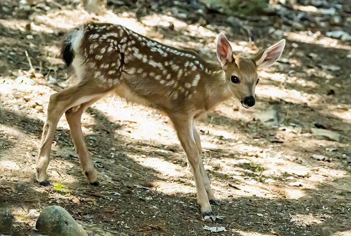 Original - FAWN.jpg