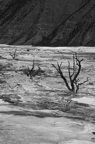 MT_Yellowstone_VERTICAL_06202026-061926_0628-1 copy