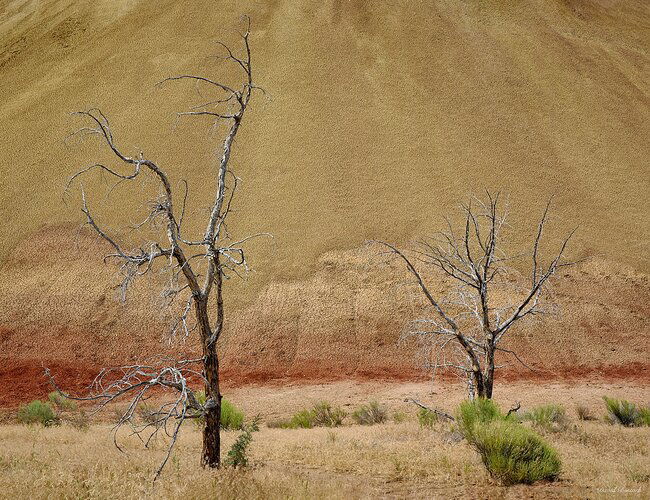 Trees at The Painted Hills