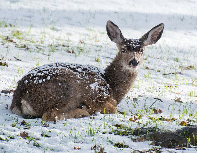 Backyard Snow Doe