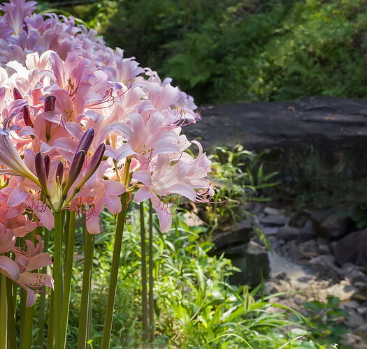 Surprise-Lilies-2-Rework