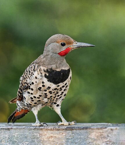 Northern-Flicker-copy