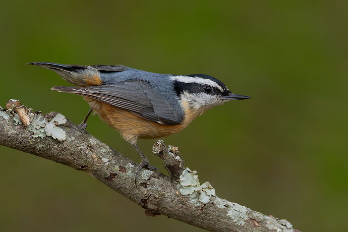Red-breasted Nuthatch 5.jpg