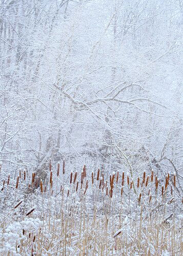 A quiet snowy corner
